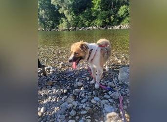 BENJI (*2024) auf Pflegestelle in 86989 Steingarten