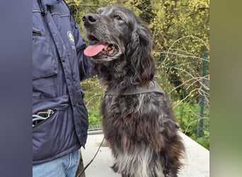 Blue - ruhiger, freundlicher Traumsetter