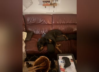 Katniss Rottweiler 8 Jahre alt