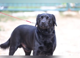 ROCKY - der liebe, aufgeschlossene Rüde kennt das Familienleben und träumt von einem lieben Zuhause
