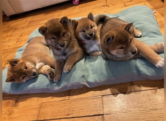 Hervorragender Shiba-Inu-Wurf mit hervorragendem Ausstellungspotenzial