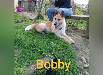 ❤️BOBBY ❤️