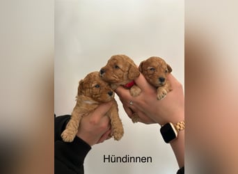 Wunderschöne reinrassige Toy- und Zwergpudelwelpen suchen ein liebevolles Zuhause