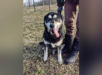 Nala, geb. 19.04.2021, 57cm, wünscht sich eine liebevolle Familie