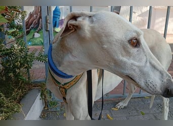 Nati(TO) bildhübsche Hündin sucht liebevolles Zuhause