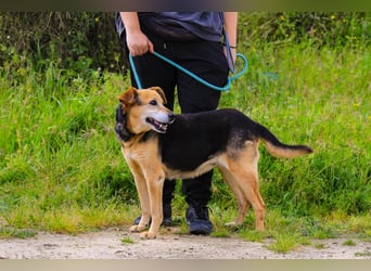 Hazel, Schäferhund-Mix, lieb und sozial