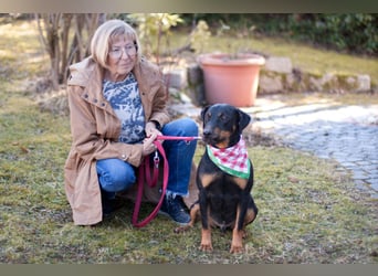 Chapi - quirliger, verschmuster Familienhund - Tierhilfe Franken e.V.