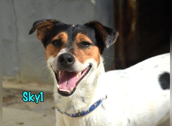 Sky1 geb. 09/2023 (ESP) - verschmuster und verspielter kleiner Bodeguero!