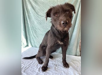 ❤️ RANDY mit den traurigen Augen - 1 Jahr, 45cm/15kg - Schnauzer-Mix