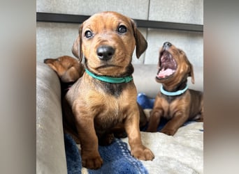 Deutscher Pinscher Welpen aus dem Haus ,,Cava Land" FCI Zucht