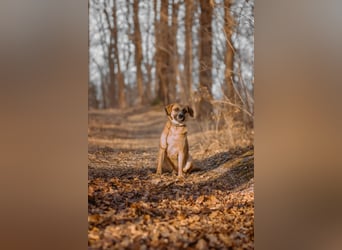 Vili-LM, intelligenter Kuschelboy sucht seine Familie