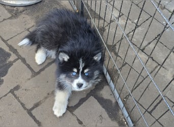 Zauberhafte Pomsky Welpen suchen ab sofort ihr neues Zuhause!