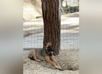 Malinois Mädchen LILO (Juni 2024) sucht eine Familie!