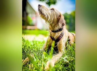 Cloe - Wenn die Seele Pfoten hat!