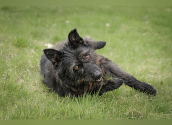 Lotte, geb. 2020, nette Dame sucht Begleitung
