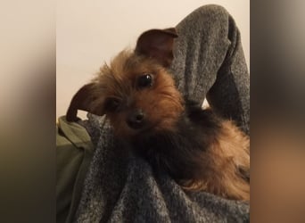 Molly S261 ist zuckersüß und sanft