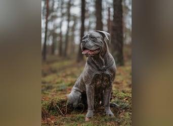 Wir erwarten Cane Corso Italiano Welpen