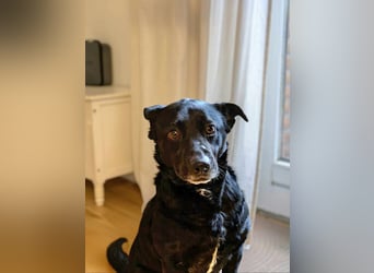 Herzenshund Csibi in Bochum sucht ein Zuhause