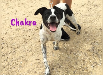 Chakra geb. 01/2025 (ESP) - sympathische und fröhliche Pointer-Bodeguero-Mix Welpin!