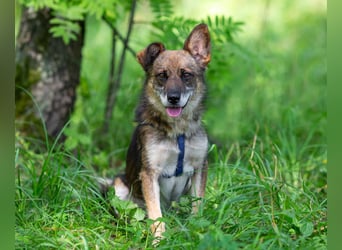 Kleiner Familienhund Patrick sucht ein Zuhause.
