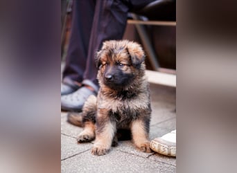 Typvolle Altdeutsche Schäferhund Welpen