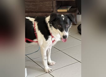 Die schüchterne Zseda sucht einfühlsame Menschen mit nette Hunden !