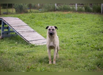 Vito: Junghund sucht ein Zuhause