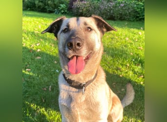Milo - treu und territorial
