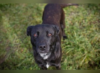 FRITZI - der neugierige, temperamentvolle Rüde geht schon toll an der Leine und möchte viel erleben