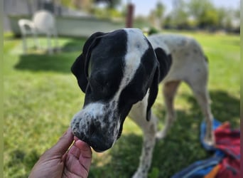BANDITO ❤️ uuuunglaublich liebevoller Pointer