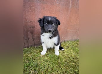 Mini Aussie , Miniature Australian Shepherd Welpe, Rüde