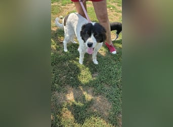 MILLA - Eine Überlebenskämpferin sucht ihr Zuhause Zuhause oder Pflegestelle zum 06.09.2025 gesucht!