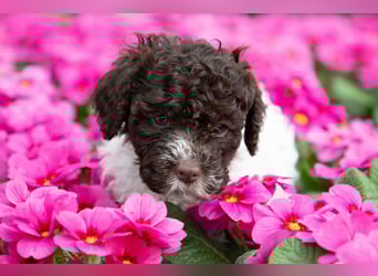 Lagotto Romagnolo Welpen, 6 Welpen suchen ein Zuhause