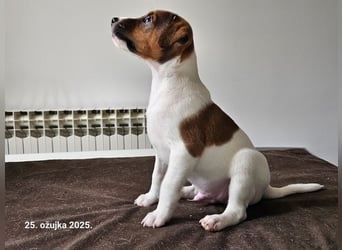 Parson Russell Terrier Welpen