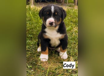 Appenzeller Sennenhund Welpen