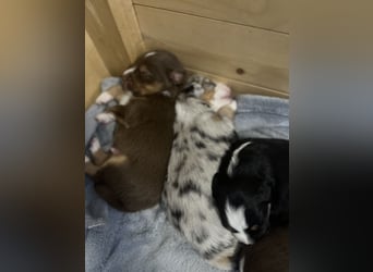 Mini Australien Shepherd Welpen suchen Traumzuhause