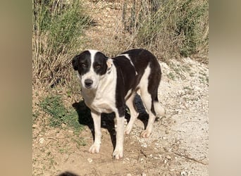 Nika sucht ein zuhause