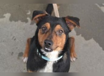Duke, ein quirliger und kontaktfreudiger kleiner Rüde