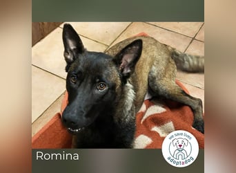 Romina: Sucht ein Zuhause