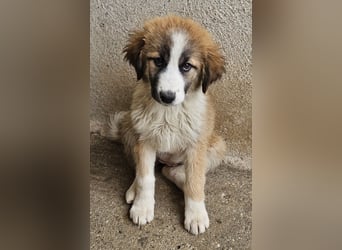 Zarina, geb. ca. 01/2025, lebt in GRIECHENLAND, im städt. Tierheim Serres
