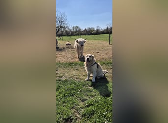 Golden Retriever Deckrüde