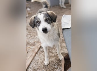 Balou, geb. ca. 05/2022, lebt in GRIECHENLAND, im städt. Tierheim Serres