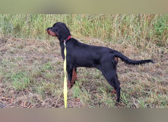 Unser letztes Gordon Setter Mädchen Sally sucht nette Kuschelpartner