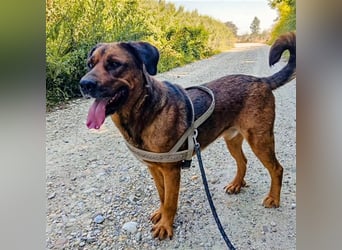 Blueeye Bengie ein starker großer Kerl