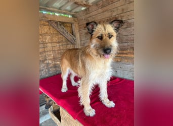 Nicsa, Schnauzer-Mix, Hündin, geb. am 01.04.2023, 50 cm