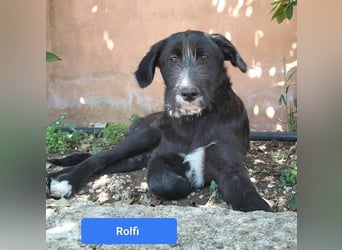 süßer Rolfi sucht sein Zuhause