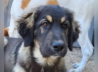 Aramis ❤️ liebevoll aufgeweckter Jungrüde