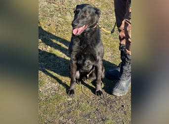 Axel, geb. 01.07.2023, 57cm, sucht seine Menschen