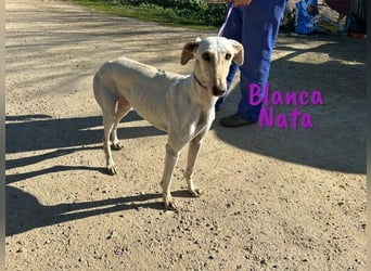 Blanca Nata 10/2023 (in Deutschland) - aufgeschlossene und unkomplizierte Traumgalga!