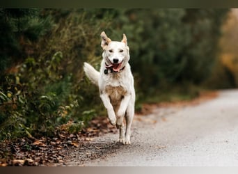 Freundliche Dakota sucht ihre Menschen
